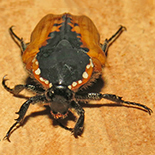 Dolichostethus levis